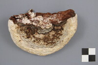 Fomitopsis ochracea image